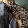 tabby_cat, cat, tongue_out, blanket, couch, indoor, pet, feline, striped_fur, cozy, relaxed, fur, whiskers, close_up, animal, resting, green_couch, yellow_pillow, playful, domestic_cat