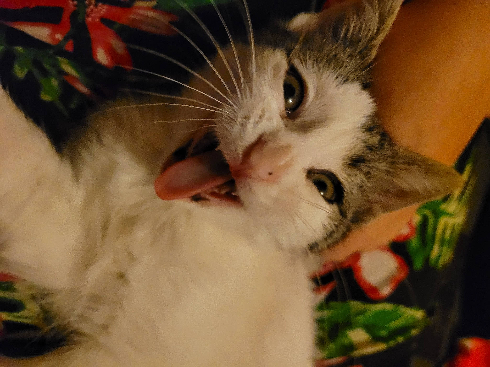 Alice participe au concours pour gagner de l'argent avec cette photo : carnivore, cat, claw, close_up, domestic_short_haired_cat, ear, eye, eyelash, fawn, felidae, fur, iris, paw, plant, small_to_medium_sized_cats, snout, tail, tree, whiskers