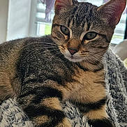 Apple a rejoint le concours — aidez-le/la à gagner de superbes lots ! animal, blanket, cat, cozy, ears, eyes, feline, floor, fur, glass, household, indoor, living_room, pet, photo_frame, relaxed, tabby, table, whiskers, window