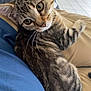 Apple a rejoint le concours — aidez-le/la à gagner de superbes lots ! cat, kitten, tabby, pet, indoor, lap, feline, curious, whiskers, ears, fur, striped, relaxed, person, clothing, blue, beige, floor, home, cozy