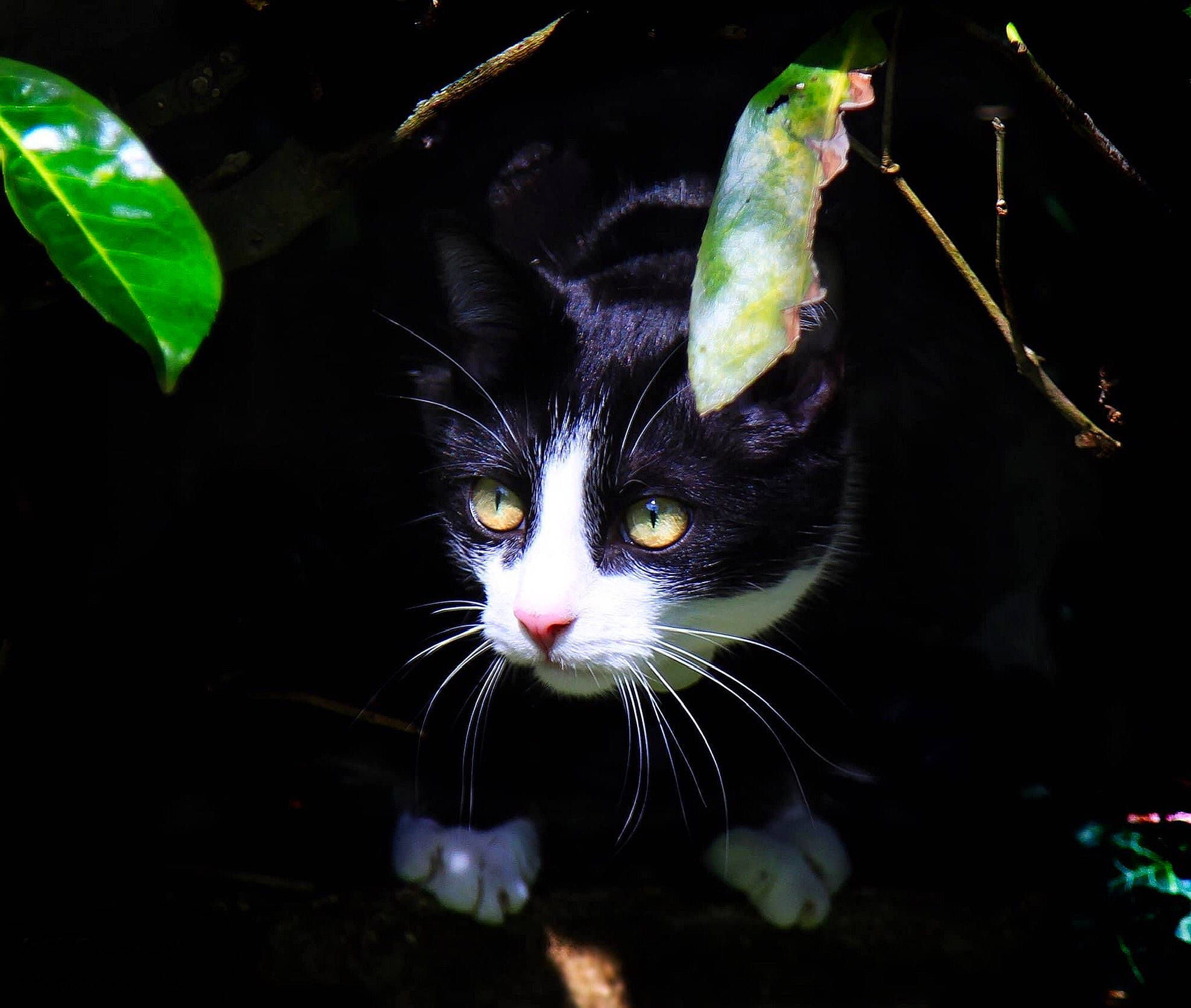 Rasta Daouli a rejoint le concours — aidez-le/la à gagner de superbes lots ! art, black_cat, carnivore, cat, darkness, domestic_short_haired_cat, felidae, fur, grass, holiday, midnight, night, organism, plant, small_to_medium_sized_cats, snout, tail, terrestrial_plant, tree, whiskers