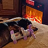 Yazmine is registered to the contest to win money with this photo: dog, toy, plush_toy, sleeping, resting, bed, blanket, fireplace, warm, indoor, cozy, relaxation, pet, animal, fur, comfort, home, living_room, soft, couch