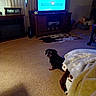 dog, dachshund, carpet, living_room, television, wooden_furniture, rug, blanket, curtains, sign, cozy, indoor, pet, animal, furniture, home_decor, brown, black, floor, relaxed