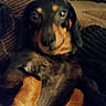 Yazmine is registered to the contest to win money with this photo: animal, black_and_tan, black_fur, blanket, brown_markings, close_up, couch, cozy, doberman, dog, floppy_ears, home, indoor, living_room, lying_down, paws, pet, photography, portrait, sitting