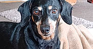 Yazmine is registered to the contest to win money with this photo: animal, basket, black_and_tan, blanket, canine, carpet, closeup, cozy, dog, door, eyes, face, floor, fur, furniture, indoor, living_room, pet, portrait, sunflowers