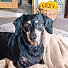 Yazmine is registered to the contest to win money with this photo: dog, black_and_tan, blanket, indoor, sunflowers, basket, pet, canine, fur, closeup, portrait, eyes, face, cozy, living_room, floor, carpet, door, furniture, animal