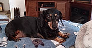 Yazmine joined the competition — help win amazing prizes! dog, dachshund, blanket, indoor, living_room, television, wooden_furniture, decor, sign, carpet, pet, animal, resting, canine, cute, cozy, home, relaxing, brown, black
