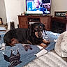 dog, dachshund, blanket, indoor, living_room, television, wooden_furniture, decor, sign, carpet, pet, animal, resting, canine, cute, cozy, home, relaxing, brown, black