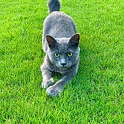 Tom Tom is registered to the contest to win money with this photo: cat, gray_cat, grass, outdoor, animal, pet, feline, greenery, nature, crouching, focused, fur, whiskers, tail, ears, eyes, alert, mammal, playful, summer