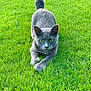 cat, gray_cat, grass, outdoor, animal, pet, feline, greenery, nature, crouching, focused, fur, whiskers, tail, ears, eyes, alert, mammal, playful, summer