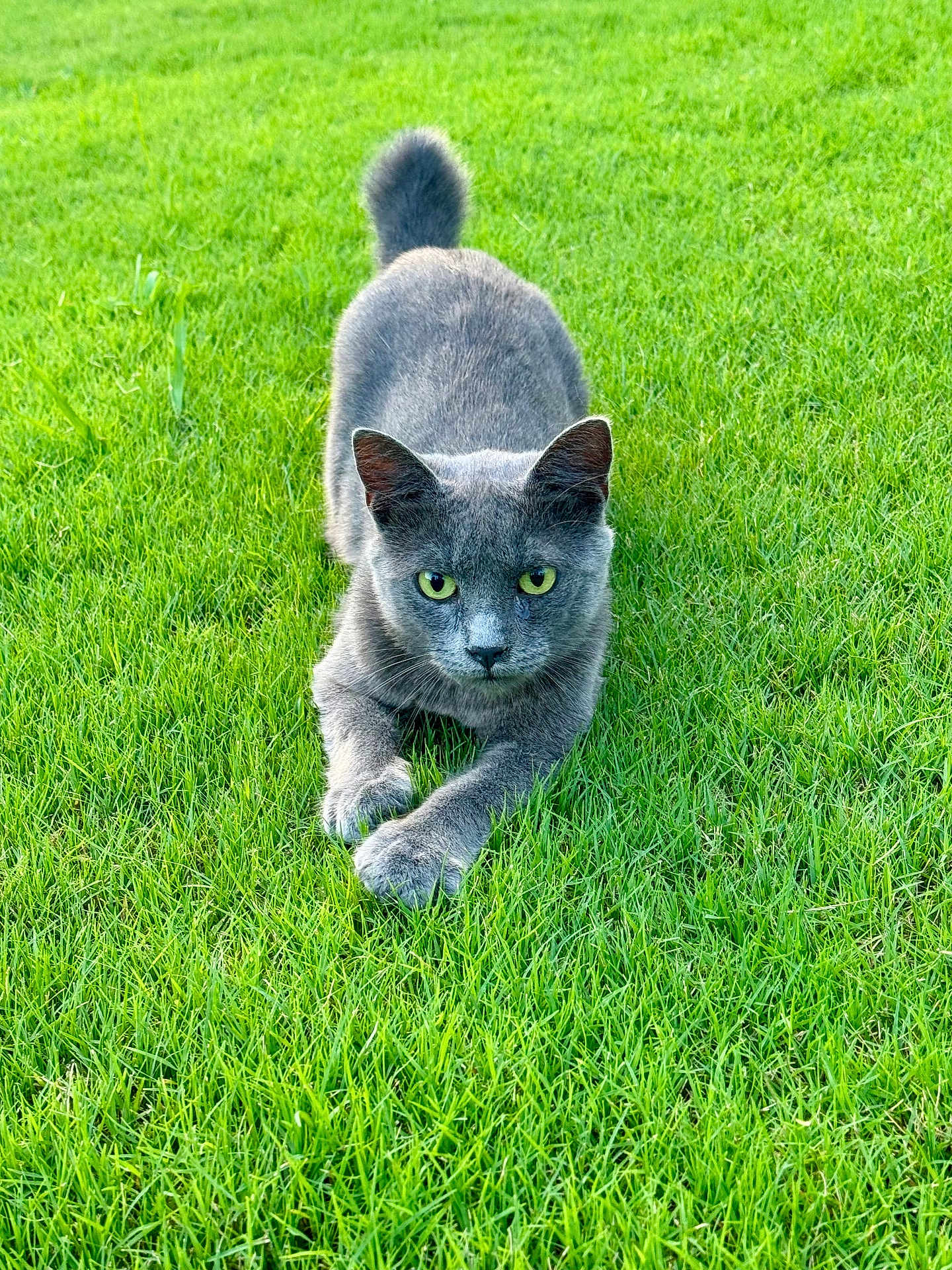 Tom Tom