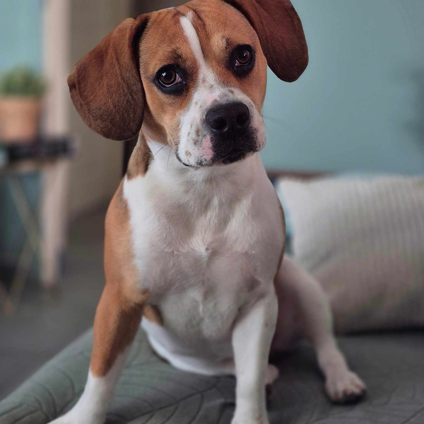 Vaïa participe au concours pour gagner de l'argent avec cette photo : animal, beagle, boxer, bulldog, canine, dog, frenchbulldog, hound, labradorretriever, pet, pitbull, pointer, pug, puppy, snout