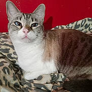 Opal joined the competition — help win amazing prizes! cat, feline, pet, indoor, bed, blanket, leopard_print, fur, whiskers, ears, nose, eyes, portrait, domestic_cat, tabby, white_fur, brown_fur, resting, looking_at_camera, red_wall