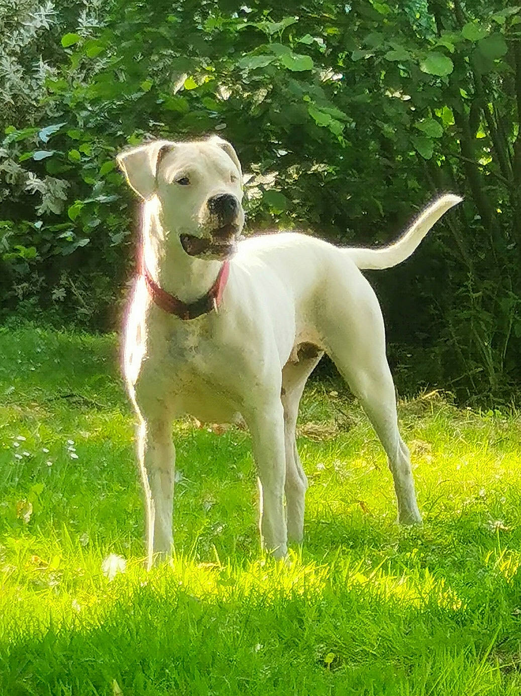 Palinka participe au concours pour gagner de l'argent avec cette photo : ancient_dog_breeds, art, canidae, carnivore, collar, companion_dog, dog, dog_breed, dog_collar, fawn, grass, grassland, hunting_dog, non_sporting_group, plant, sporting_group, tail, terrestrial_animal, tree, working_animal