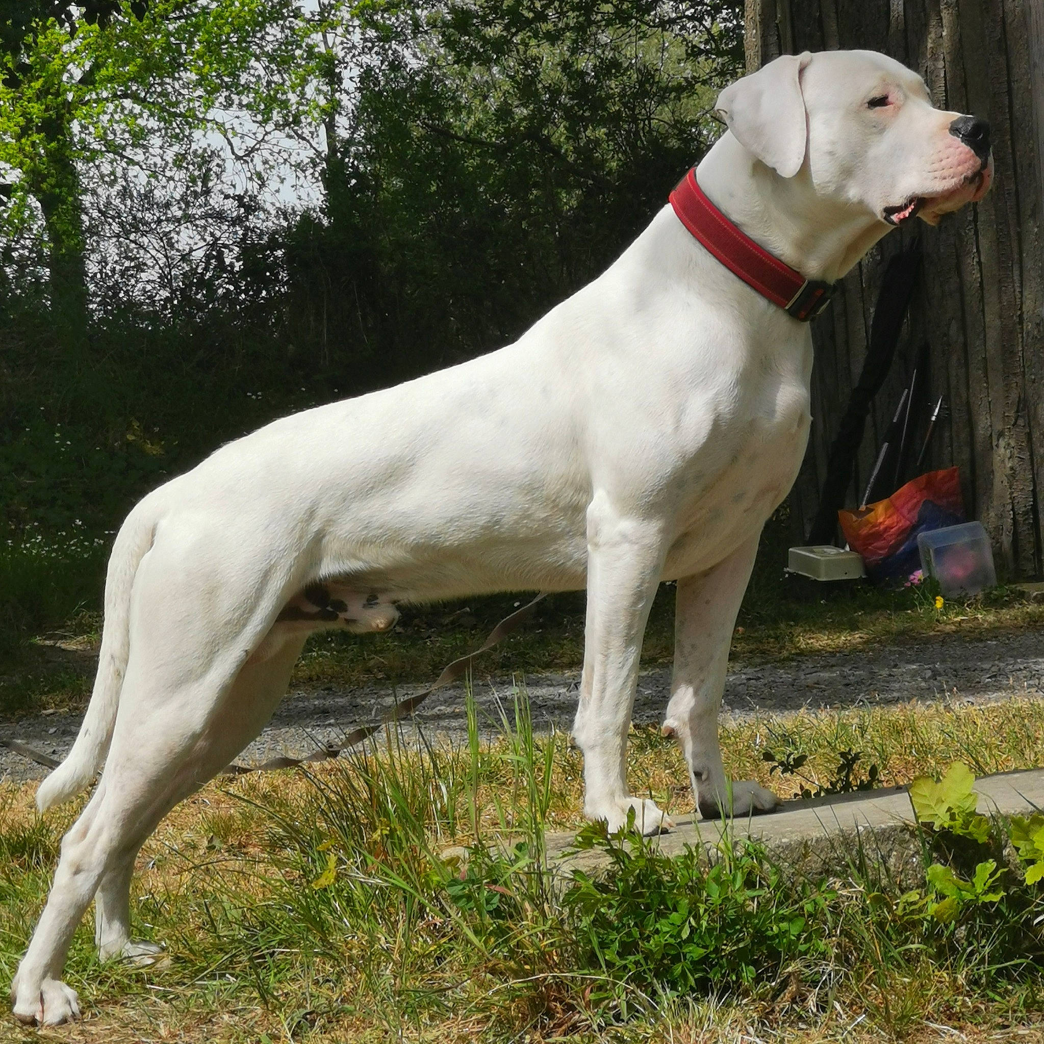 Paco Mi Amor Casa Di Nardini a rejoint le concours — aidez-le/la à gagner de superbes lots ! canidae, carnivore, collar, companion_dog, dog, dog_breed, dog_collar, dog_supply, dogo_guatemalteco, fawn, grass, gun_dog, pet_supply, plant, snout, sporting_group, tail, tree, working_animal, working_dog