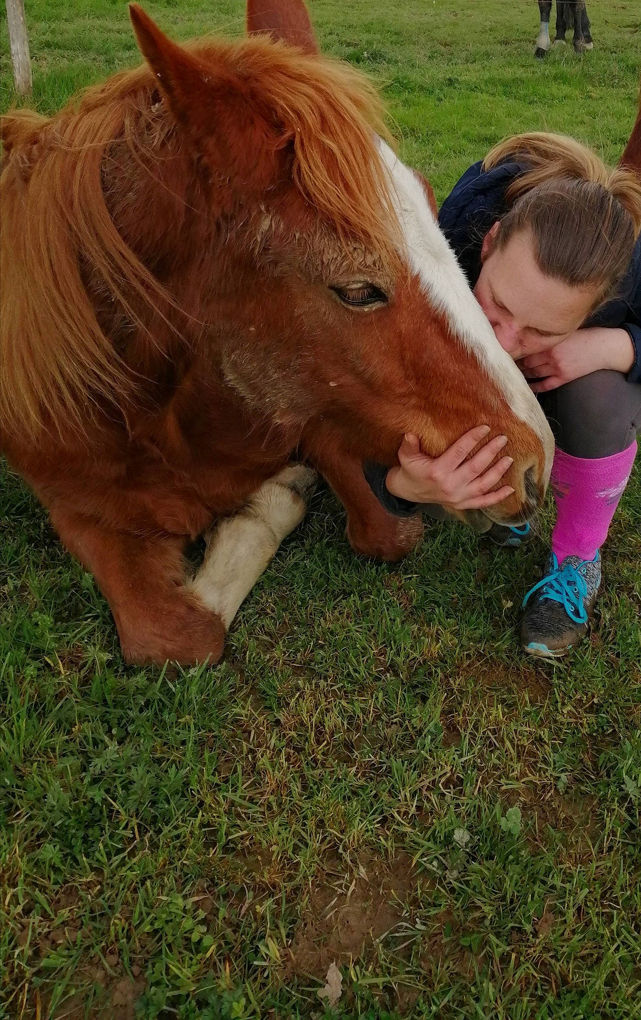 Forcing a rejoint le concours — aidez-le/la à gagner de superbes lots ! farm, foal, fodder, grass, hair, horse, liver, livestock, mammal, mane, mare, pasture, pony, shetland_pony, sorrel, vertebrate