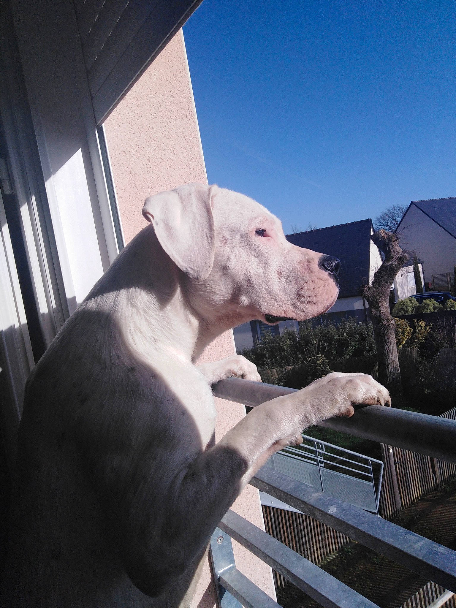 Paco a rejoint le concours — aidez-le/la à gagner de superbes lots ! american_bulldog, american_pit_bull_terrier, bully_kutta, canidae, carnivore, cordoba_fighting_dog, dog, dog_breed, dogo_argentino, dogo_guatemalteco, ear, fawn, guard_dog, mammal, non_sporting_group, nose, pit_bull, snout, sporting_group, vertebrate