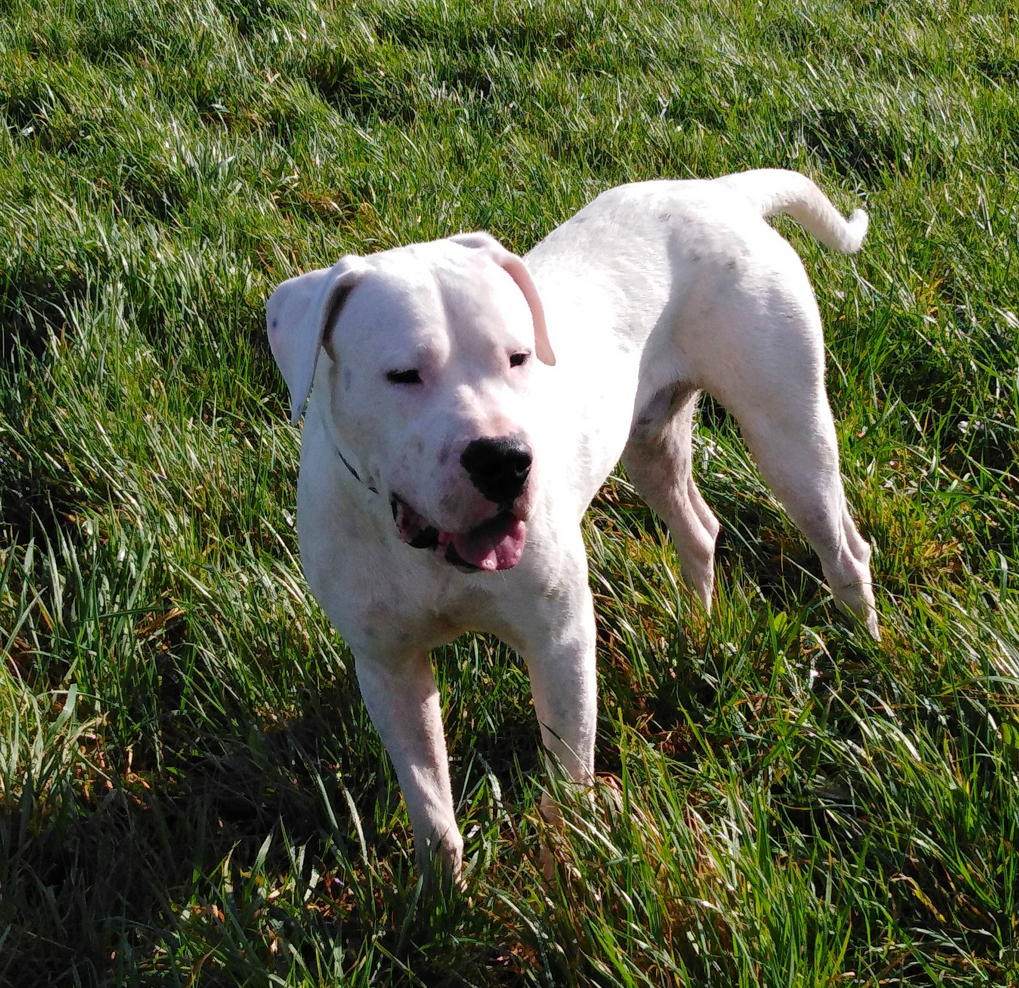 Paco a rejoint le concours — aidez-le/la à gagner de superbes lots ! american_bulldog, canidae, carnivore, catahoula_bulldog, companion_dog, cordoba_fighting_dog, dog, dog_breed, dogo_argentino, dogo_guatemalteco, mammal, non_sporting_group, rare_breed_dog, sporting_group, tail, vertebrate