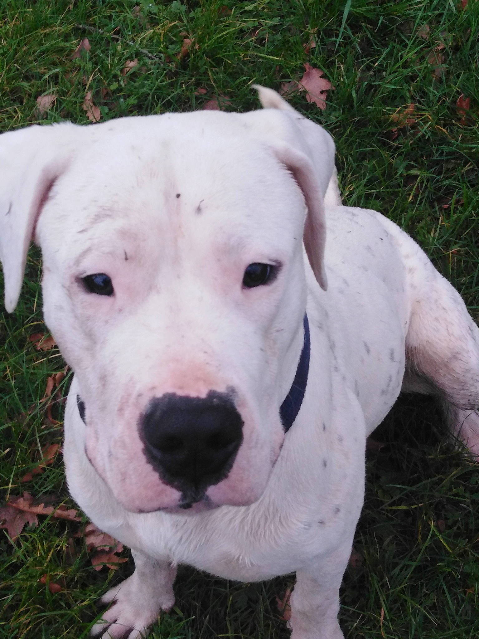 Paco participe au concours pour gagner de l'argent avec cette photo : american_bulldog, american_pit_bull_terrier, bull_and_terrier, bully_kutta, canidae, carnivore, catahoula_bulldog, cordoba_fighting_dog, dog, dog_breed, dogo_argentino, dogo_guatemalteco, mammal, molosser, non_sporting_group, nose, pit_bull, rare_breed_dog, snout, vertebrate