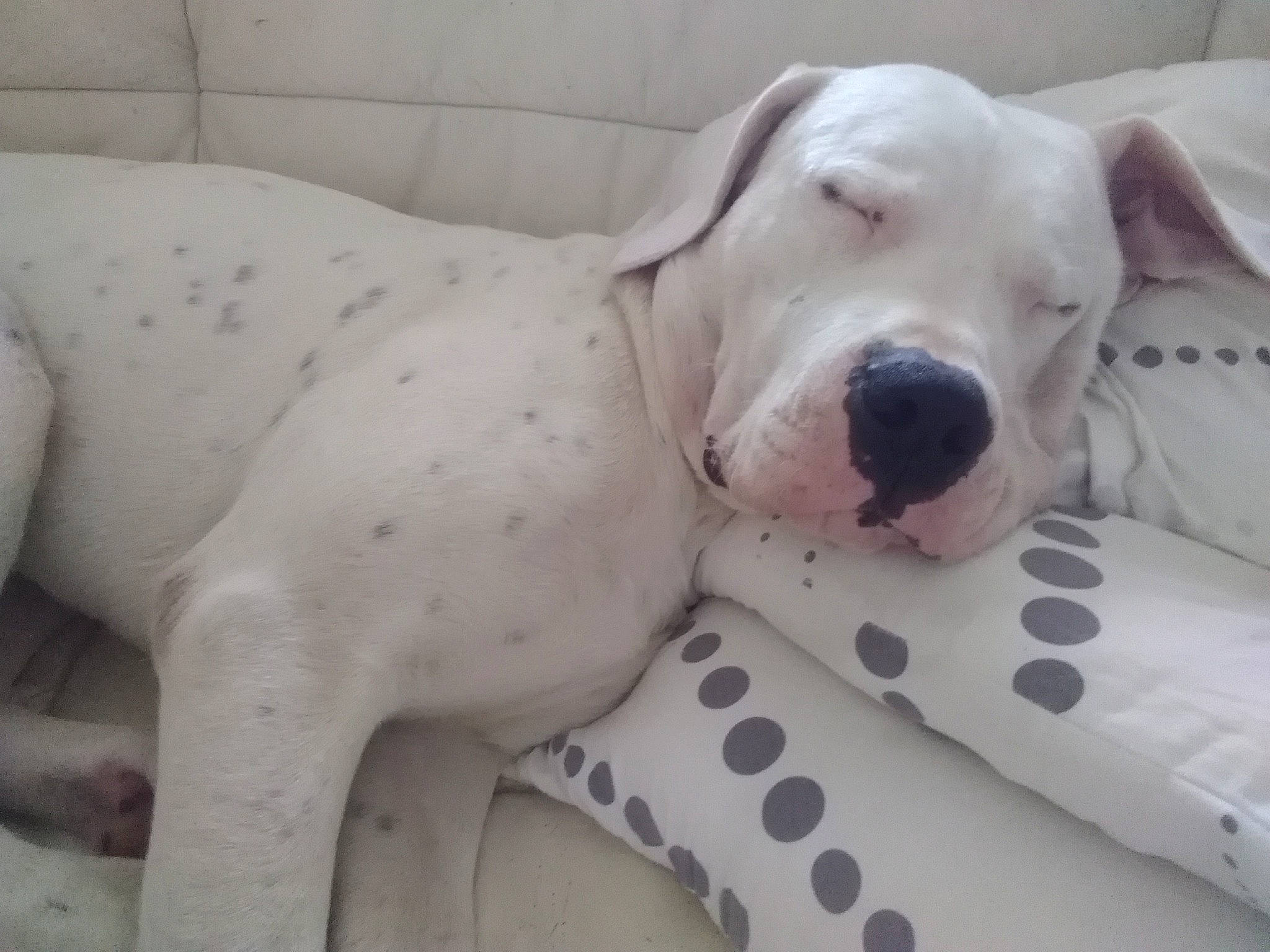 Paco a rejoint le concours — aidez-le/la à gagner de superbes lots ! american_bulldog, bully_kutta, canidae, carnivore, catahoula_bulldog, cordoba_fighting_dog, dalmatian, dog, dog_breed, dogo_argentino, dogo_guatemalteco, guard_dog, mammal, non_sporting_group, nose, pointer, rare_breed_dog, snout, sporting_group, vertebrate