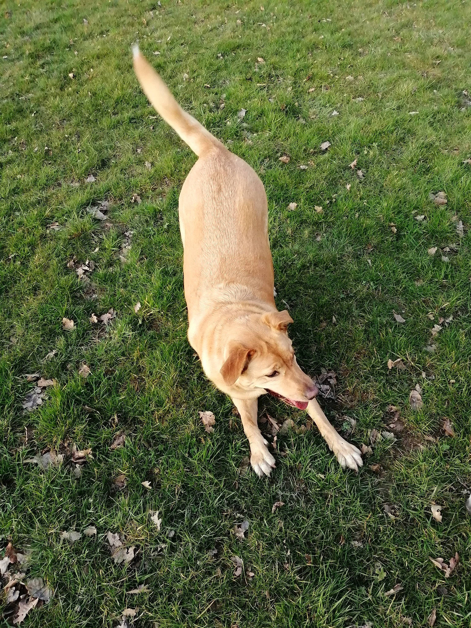 Noisette a rejoint le concours — aidez-le/la à gagner de superbes lots ! black_mouth_cur, canidae, carnivore, companion_dog, dog, dog_breed, fawn, grass, labrador_retriever, plant, pointing_breed, retriever, sporting_group, tail, tree