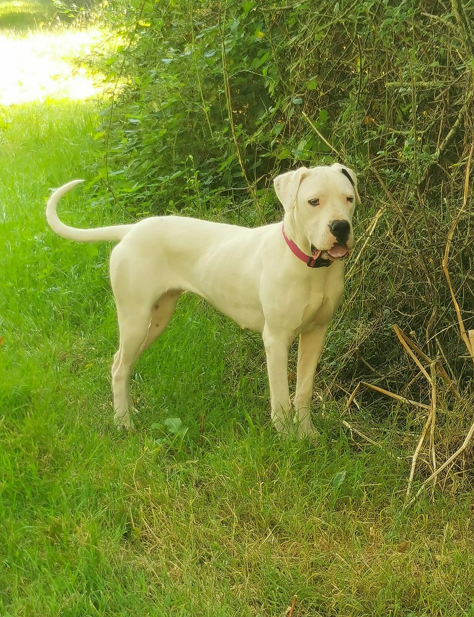 Rosa participe au concours pour gagner de l'argent avec cette photo : canidae, carnivore, collar, companion_dog, dog, dog_breed, dog_collar, dogo_guatemalteco, fawn, grass, gun_dog, non_sporting_group, plant, snout, sporting_group, tail, terrestrial_animal, tree, working_animal, working_dog