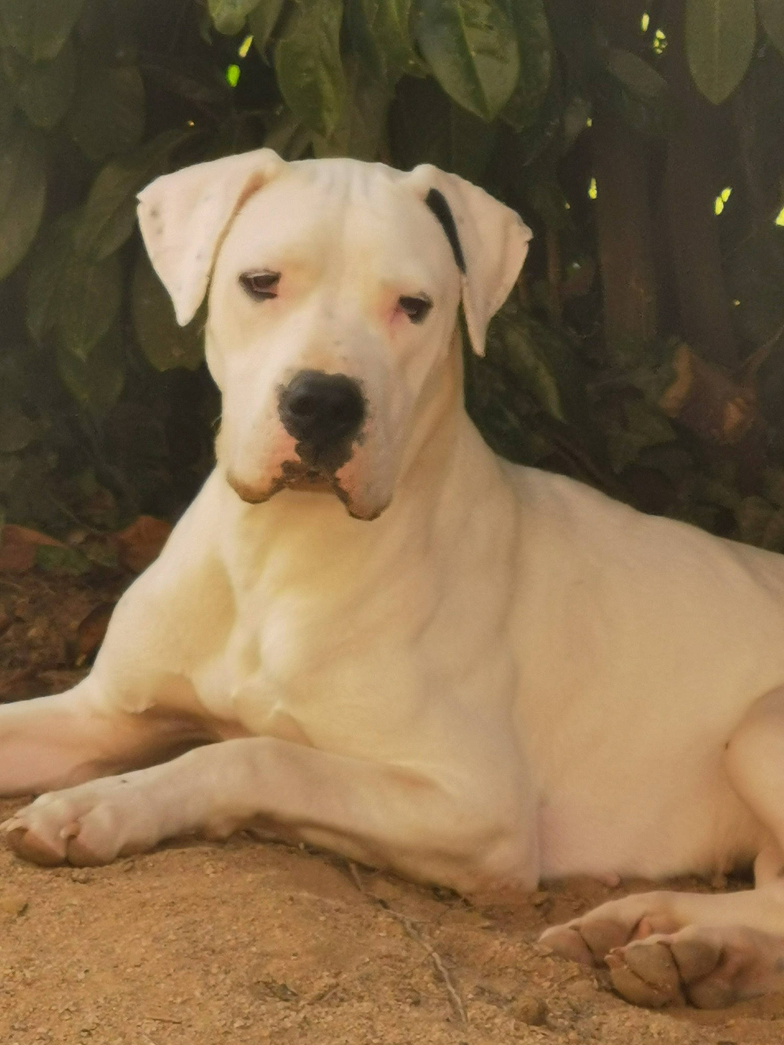 Rosa participe au concours pour gagner de l'argent avec cette photo : canidae, carnivore, collar, companion_dog, dog, dog_breed, dog_collar, dogo_guatemalteco, fawn, grass, labrador_retriever, non_sporting_group, paw, pet_supply, snout, sporting_group, tail, terrestrial_animal, wildlife, working_animal