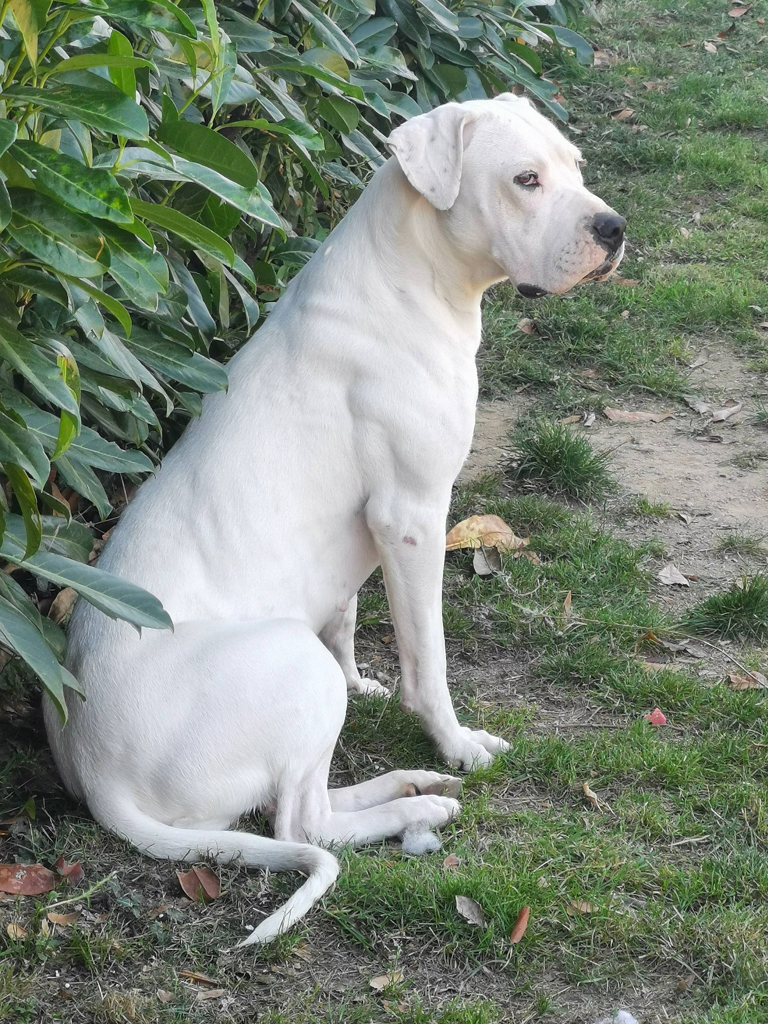 Rosa a rejoint le concours — aidez-le/la à gagner de superbes lots ! canidae, carnivore, companion_dog, dog, dog_breed, dogo_guatemalteco, fawn, grass, gun_dog, hunting_dog, labrador_retriever, non_sporting_group, plant, snout, sporting_group, tail, terrestrial_animal, whiskers, working_animal