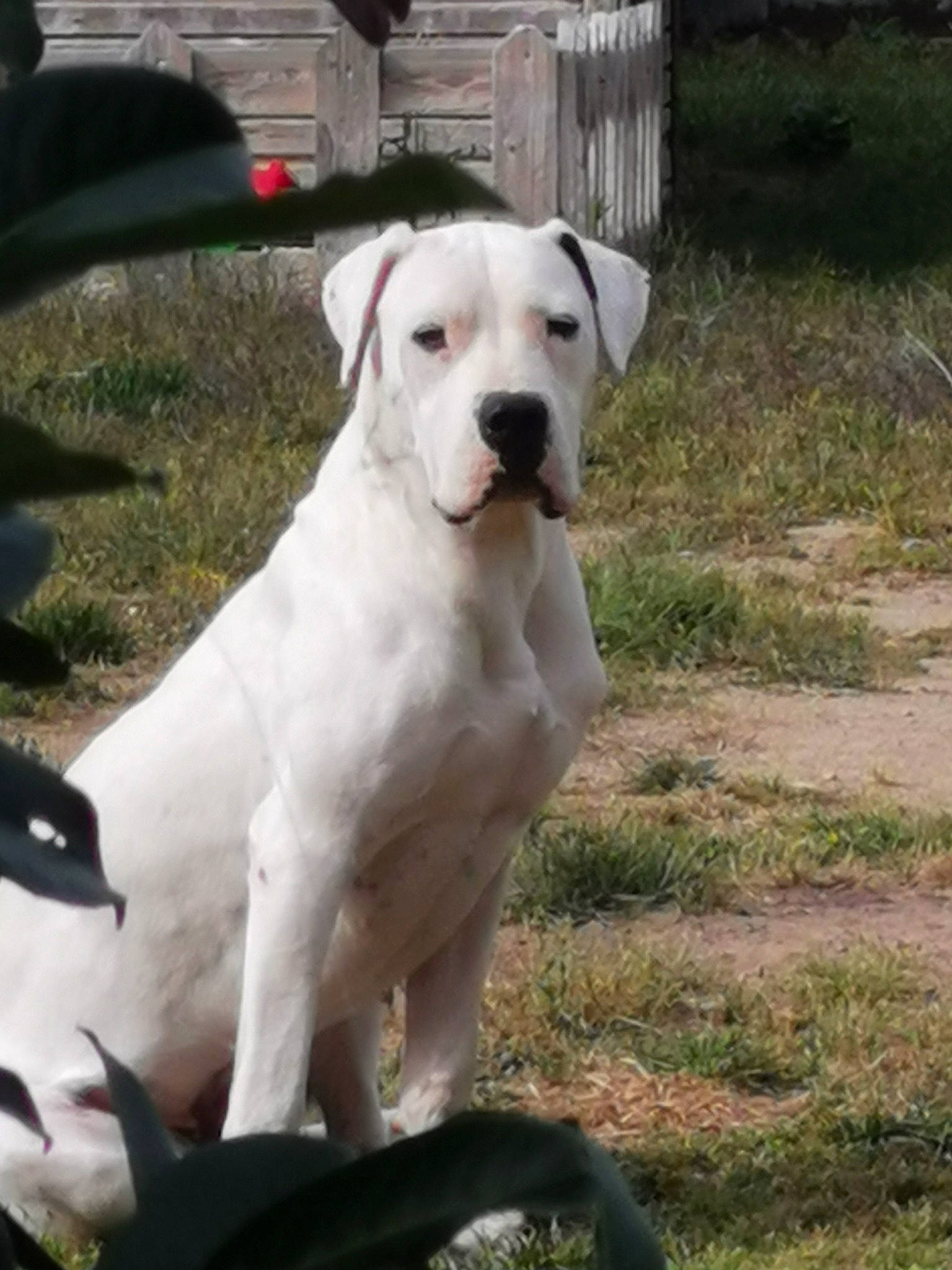 Rosa a rejoint le concours — aidez-le/la à gagner de superbes lots ! canidae, carnivore, collar, companion_dog, dog, dog_breed, dog_collar, dogo_guatemalteco, fang, fawn, grass, gun_dog, hunting_dog, non_sporting_group, outdoor_furniture, plant, snout, sporting_group, tail, working_animal