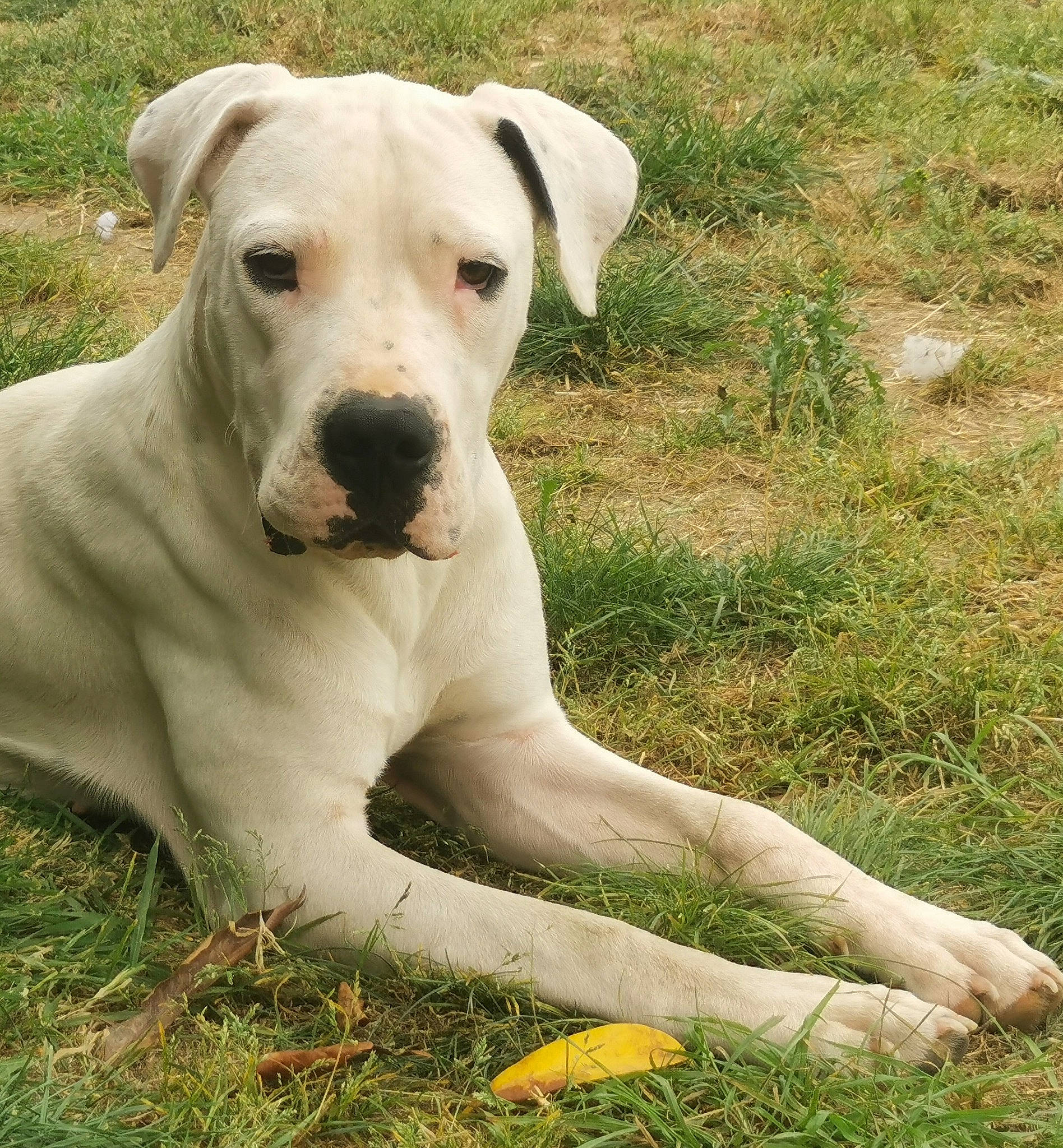 Rosa a rejoint le concours — aidez-le/la à gagner de superbes lots ! canidae, carnivore, collar, companion_dog, dog, dog_breed, dog_collar, fawn, grass, grassland, groundcover, molosser, pasture, plant, snout, sporting_group, tail, terrestrial_animal, whiskers, working_animal