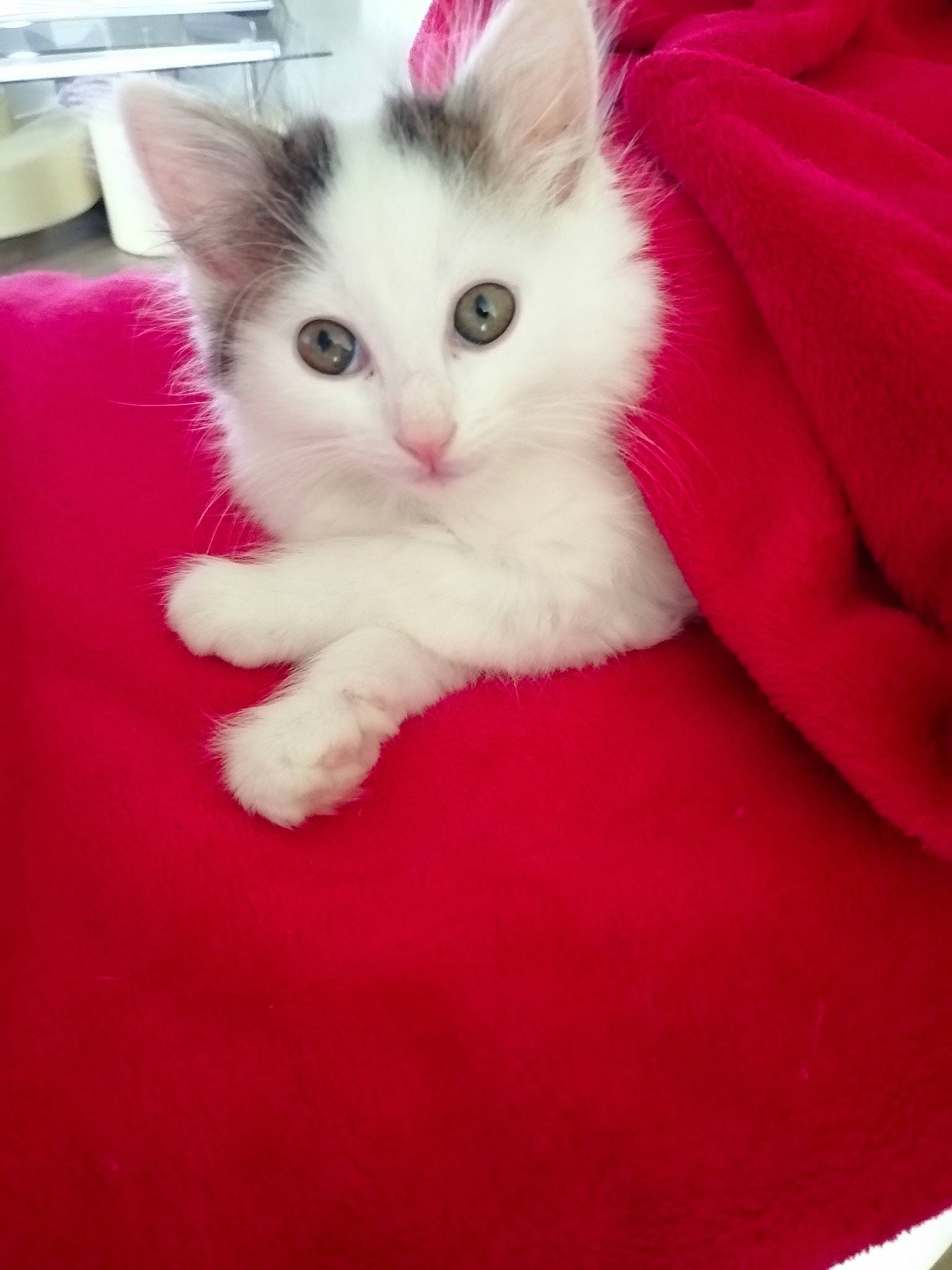 Prince a rejoint le concours — aidez-le/la à gagner de superbes lots ! american_curl, carnivore, cat, cymric, domestic_long_haired_cat, domestic_short_haired_cat, felidae, fur, kitten, mammal, norwegian_forest_cat, ojos_azules, polydactyl_cat, ragamuffin, ragdoll, small_to_medium_sized_cats, turkish_angora, turkish_van, vertebrate, whiskers