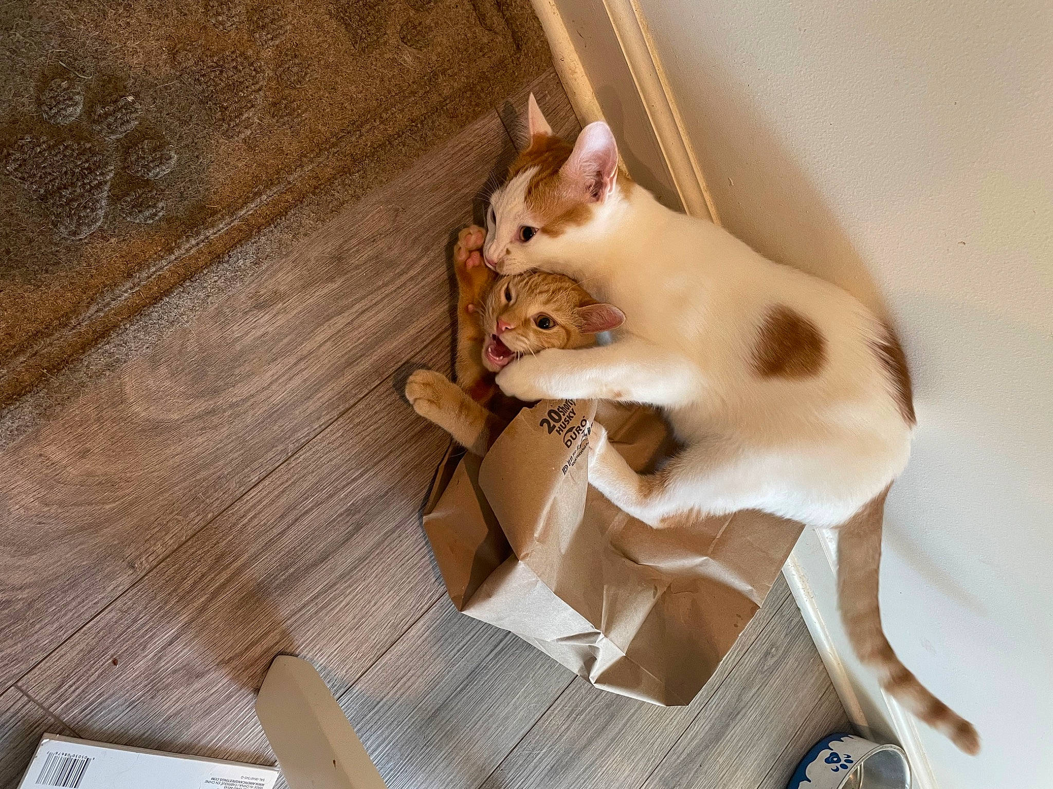 David is registered to the contest to win money with this photo: box, cardboard, carnivore, cat, cat_supply, comfort, domestic_short_haired_cat, fawn, felidae, flooring, fur, hardwood, paper_product, paw, pet_supply, small_to_medium_sized_cats, snout, tail, whiskers, wood
