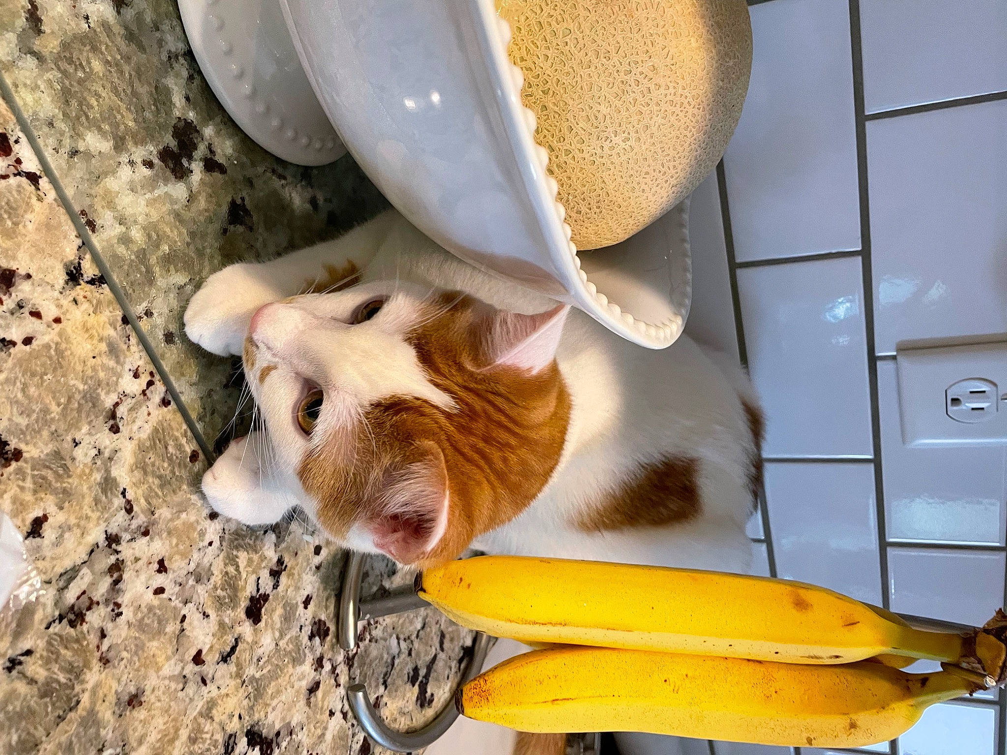 David is registered to the contest to win money with this photo: banana, carnivore, companion_dog, dog, dog_breed, fawn, felidae, food, fruit, fur, paw, pet_supply, saba_banana, small_to_medium_sized_cats, snout, sun_hat, tail, vertebrate, whiskers, wood