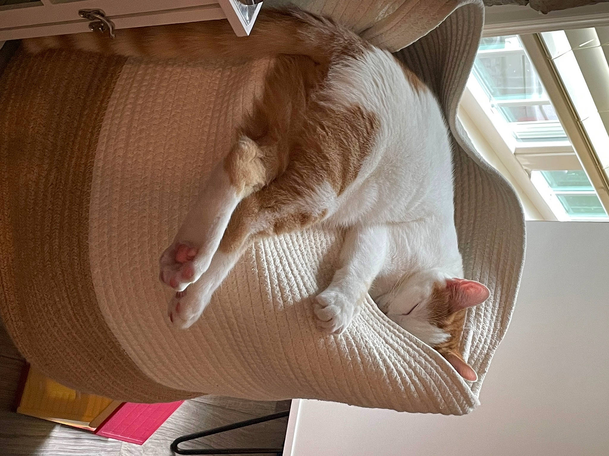 David joined the competition — help win amazing prizes! abdomen, arm, art, comfort, elbow, fawn, felidae, fur, gesture, human_body, human_leg, knee, leg, linens, sculpture, small_to_medium_sized_cats, thigh, trunk, window, wood