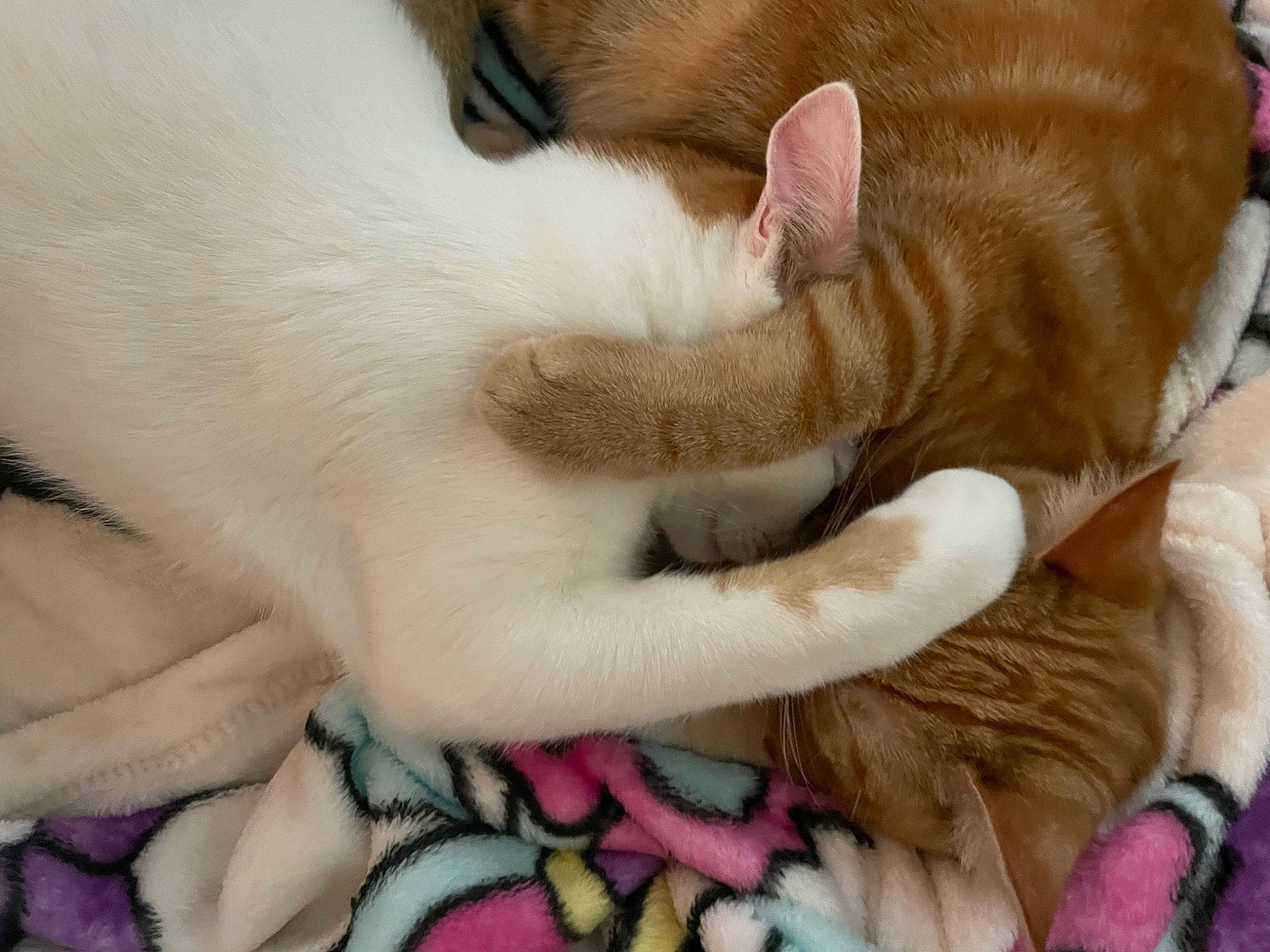 David joined the competition — help win amazing prizes! carnivore, cat, claw, comfort, domestic_short_haired_cat, fawn, felidae, fur, gesture, nail, nap, paw, sleep, small_to_medium_sized_cats, snout, tail, textile, whiskers