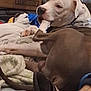 dog, bone, blanket, indoor, pet, resting, brown, white, collar, cardboard_box, chewing, paw, tail, floor, footwear, casual, relaxed, animal, household, comfort