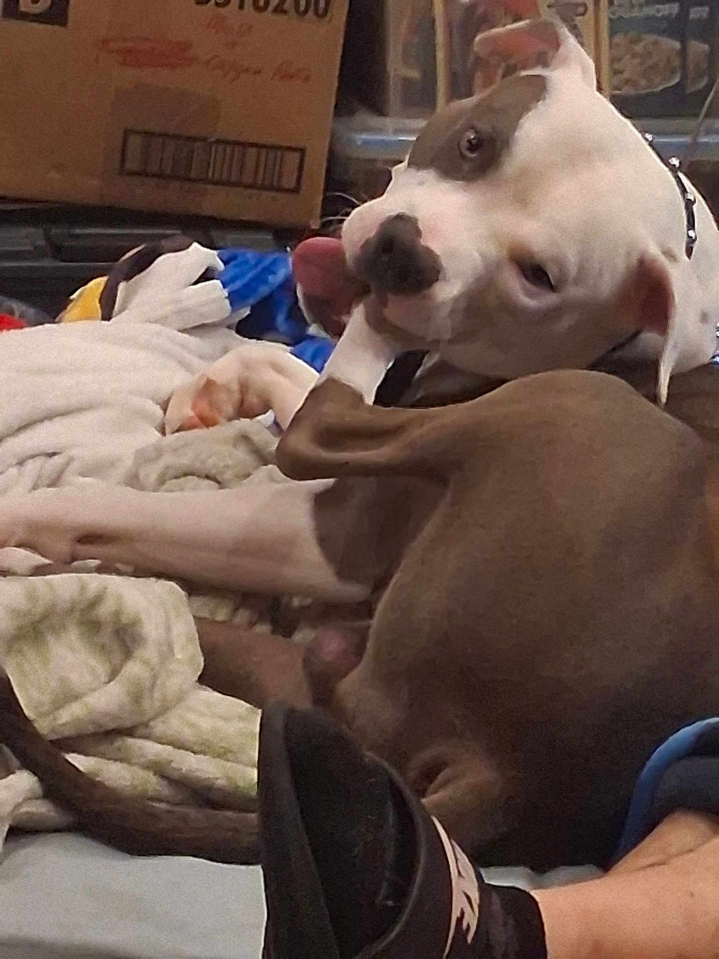 Thor joined the competition — help win amazing prizes! dog, paw, blanket, indoor, cardboard_box, relaxed, lying_down, home, cozy, fur, animal, pet, tongue, brown, white, collar, footwear, shoe, floor, casual