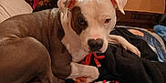Thor joined the competition — help win amazing prizes! accessories, animal, bag, blanket, box, boxer, bulldog, canine, couch, cushion, dog, furniture, handbag, homedecor, hound, indoors, laundry, pet, pitbull, puppy