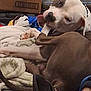 Thor is registered to the contest to win money with this photo: dog, pet, paw, licking, blanket, indoor, relaxed, footwear, nike, slipper, brown, white, collar, household, clutter, box, fabric, resting, canine, playful