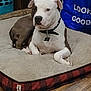 Thor is registered to the contest to win money with this photo: dog, pet_bed, indoor, brown, white, collar, floor, wooden_floor, relaxed, animal, canine, household, laundry_basket, blue_bag, plush, resting, dog_tag, portrait, domestic, quiet