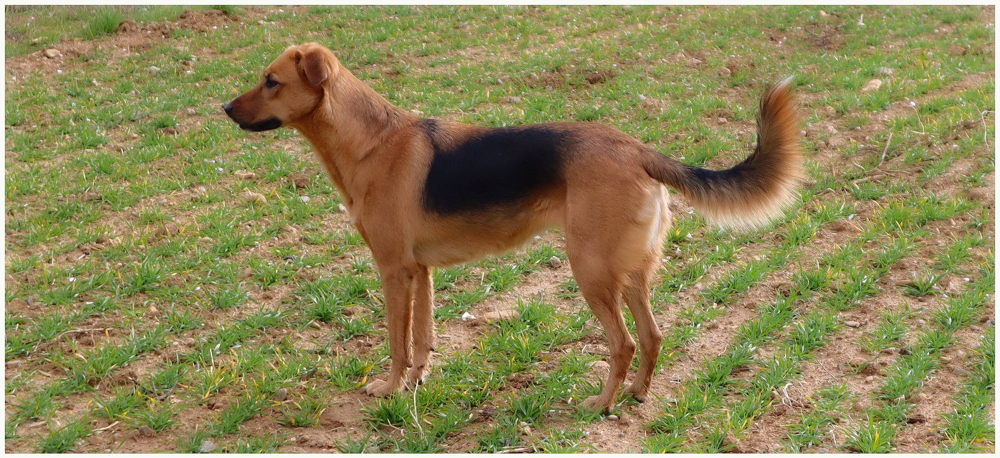 Despe a rejoint le concours — aidez-le/la à gagner de superbes lots ! ancient_dog_breeds, art, canidae, carnivore, companion_dog, dog, dog_breed, dog_supply, fawn, grass, hound, hunting_dog, liver, sporting_group, tail, terrestrial_animal, wildlife, working_animal, working_dog