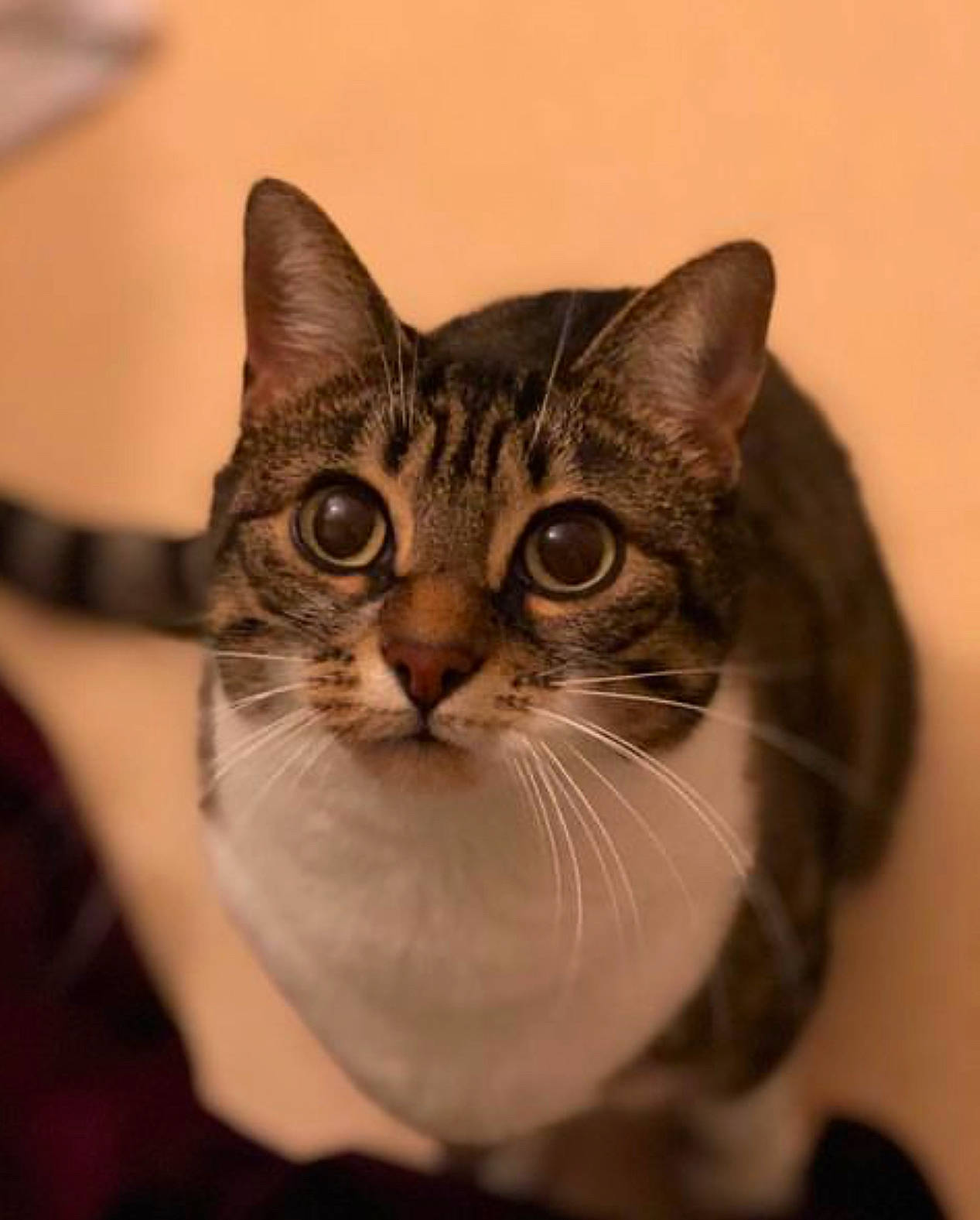 Tweety a rejoint le concours — aidez-le/la à gagner de superbes lots ! box, carnivore, cat, domestic_short_haired_cat, door, ear, eye, fawn, felidae, fur, small_to_medium_sized_cats, snout, terrestrial_animal, whiskers, wildlife, window, wood