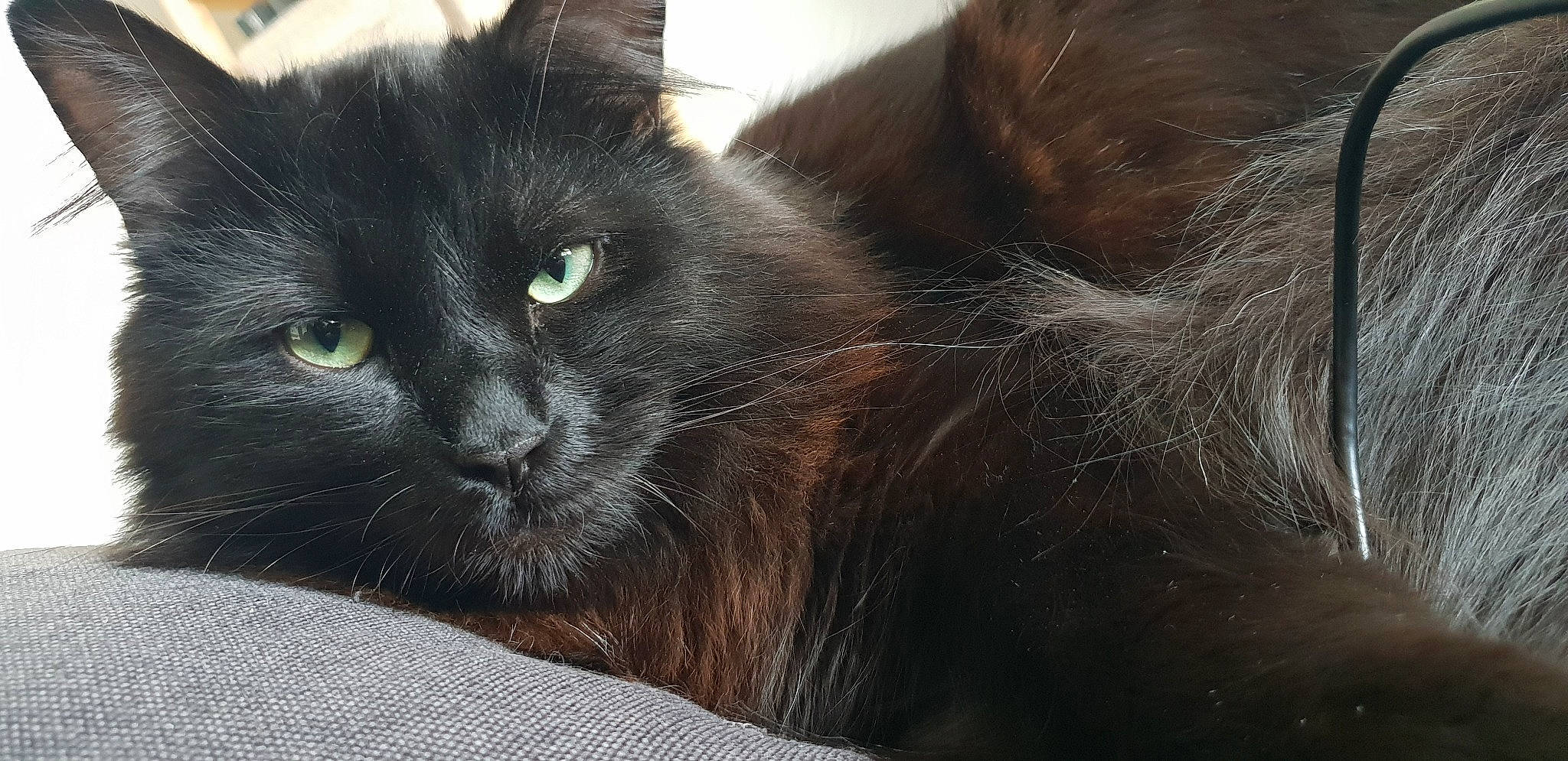 Nuno a rejoint le concours — aidez-le/la à gagner de superbes lots ! black_cat, bombay, burmese, carnivore, cat, domestic_long_haired_cat, domestic_short_haired_cat, felidae, fur, mammal, nebelung, small_to_medium_sized_cats, snout, whiskers