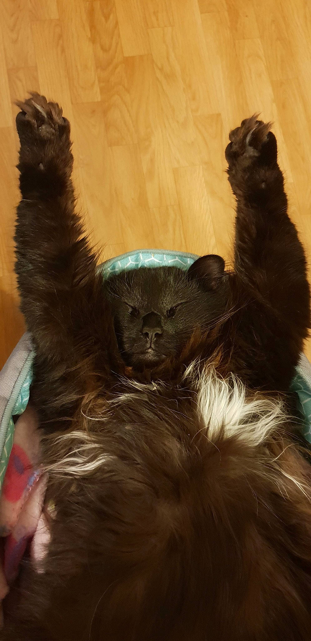 Nuno participe au concours pour gagner de l'argent avec cette photo : common_chimpanzee, fur, organism, primate