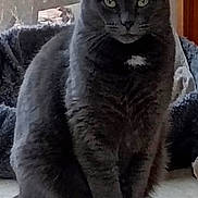 Pacha participe au concours pour gagner de l'argent avec cette photo : cat, grey_cat, pet, indoor, window, fur, animal, sitting, green_eyes, cozy, bed, home, feline, domestic, portrait, quiet, resting, whiskers, tail, looking