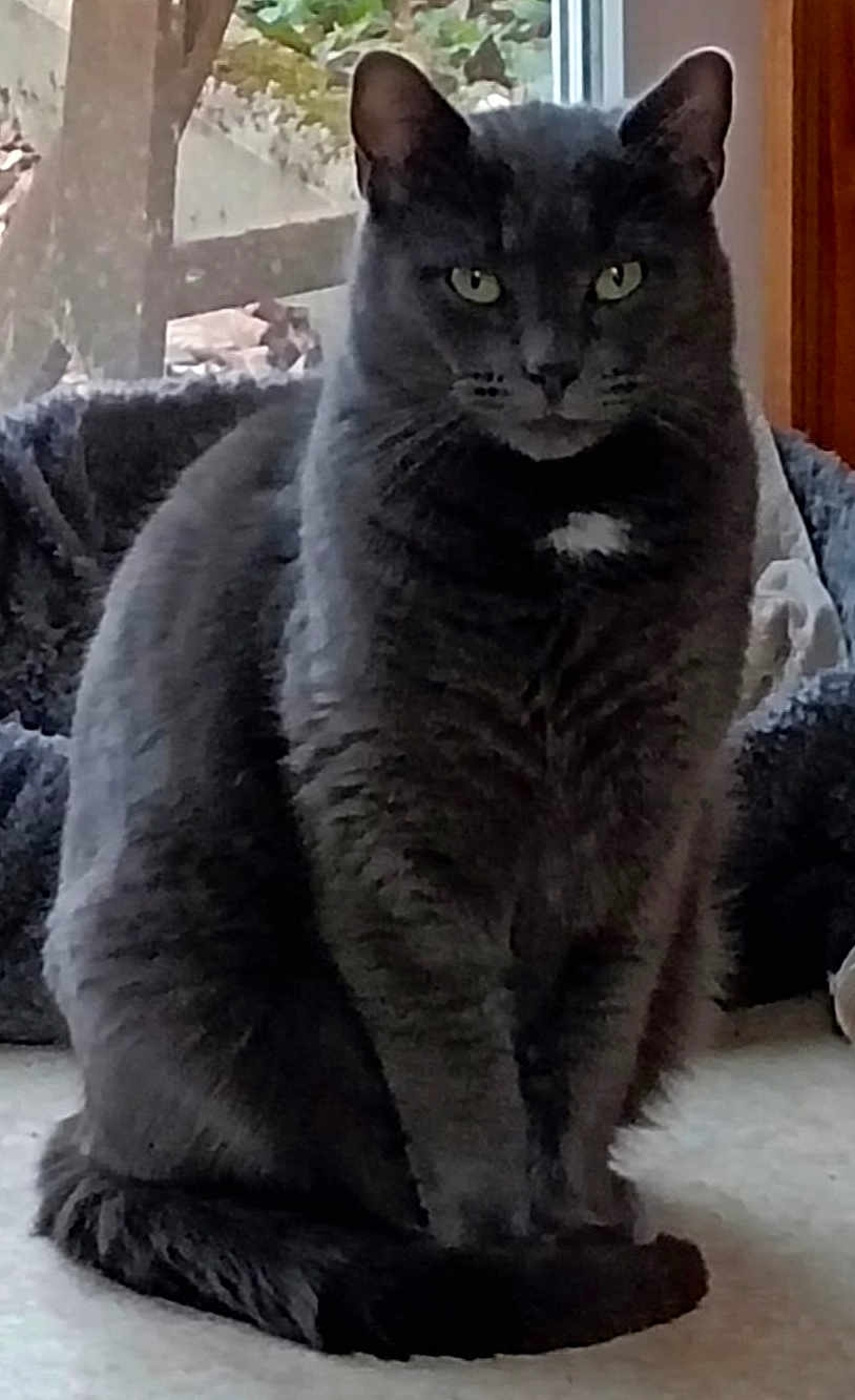 Pacha participe au concours pour gagner de l'argent avec cette photo : cat, grey_cat, pet, indoor, window, fur, animal, sitting, green_eyes, cozy, bed, home, feline, domestic, portrait, quiet, resting, whiskers, tail, looking