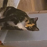 Callie joined the competition — help win amazing prizes! carnivore, cat, domestic_short_haired_cat, eye, felidae, flooring, fur, hardwood, paw, plant, room, small_to_medium_sized_cats, snout, tail, whiskers, window, wood