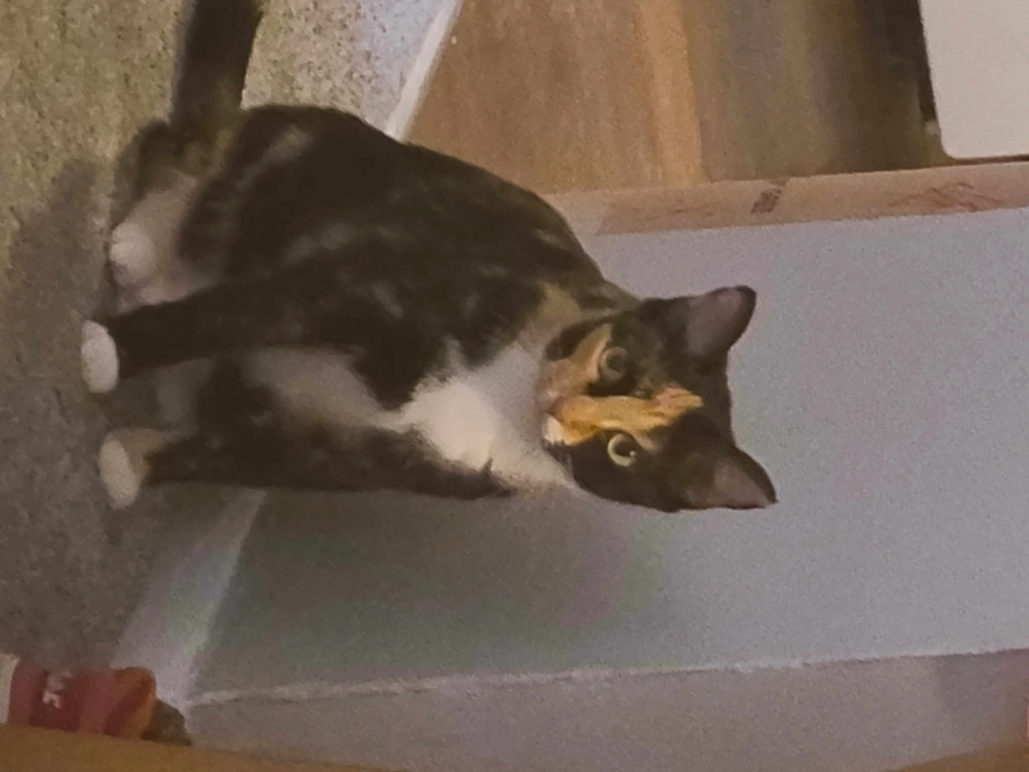 Callie