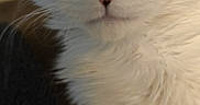 Sylvester is registered to the contest to win money with this photo: animal, background, black_and_white, cat, close_up, curious, domestic, eyes, face, feline, fluffy, fur, indoor, nose, pet, portrait, resting, soft, texture, whiskers