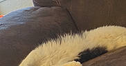 Sylvester is registered to the contest to win money with this photo: cat, black_and_white, fluffy, couch, brown, relaxing, indoor, pet, sleeping, feline, cozy, paw, comfort, household, window, stitching, upholstery, resting, animal, domestic